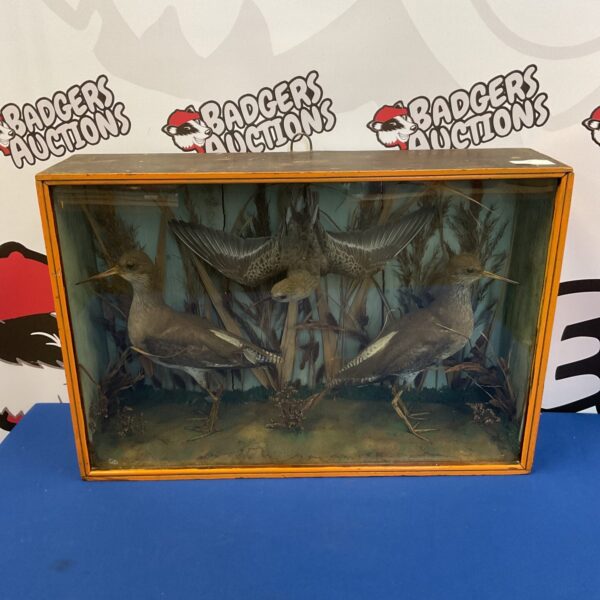 Vintage cased taxidermy display of three redshank birds.