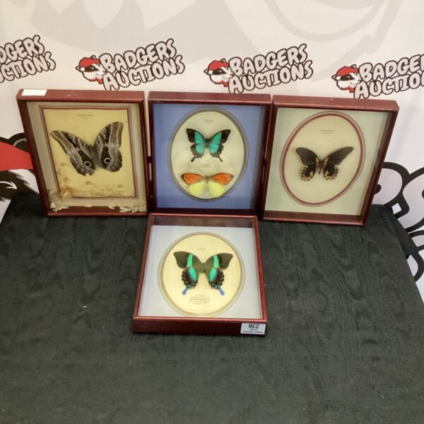 Four mounted butterflies displayed as a vintage entomology collection.