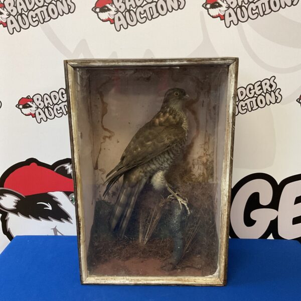 Vintage taxidermy sparrow hawk in a display case.