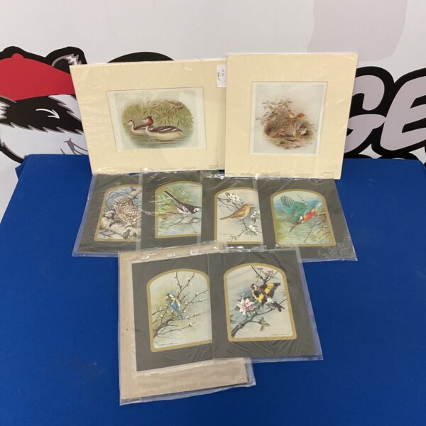 Vintage collection of Basil Ede bird prints, detailed ornithological art.