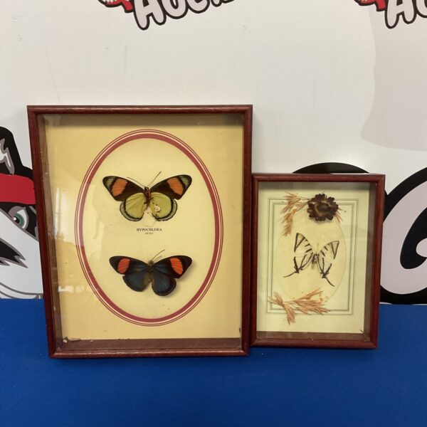 Vintage cased taxidermy butterflies on display, a unique collectible.
