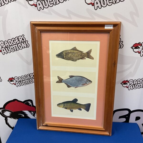 Framed vintage print of carp, bream and tench for angling enthusiasts.