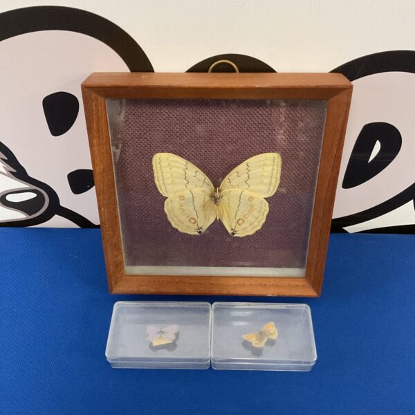 Framed vintage taxidermy butterflies, a unique insect display.