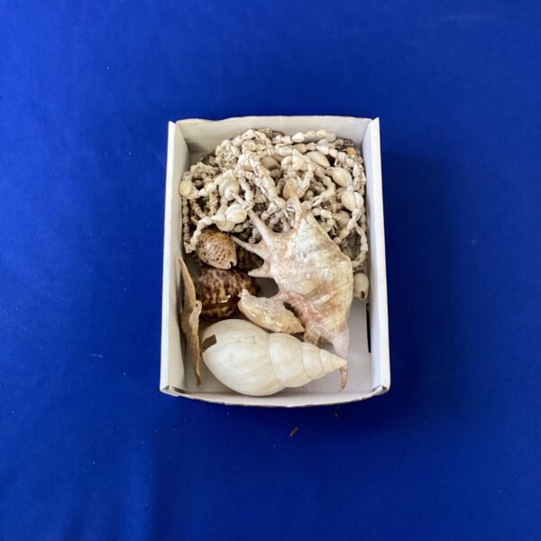 Tray of vintage seashells and handmade shell jewellery.