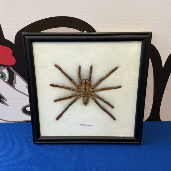 Framed Haplopelma spider taxidermy display for collectors.