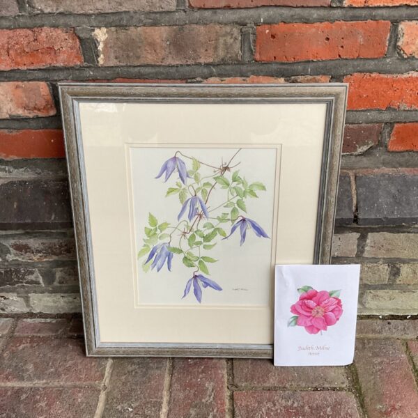 Judith milne original watercolour of clematis alpina frances rivis