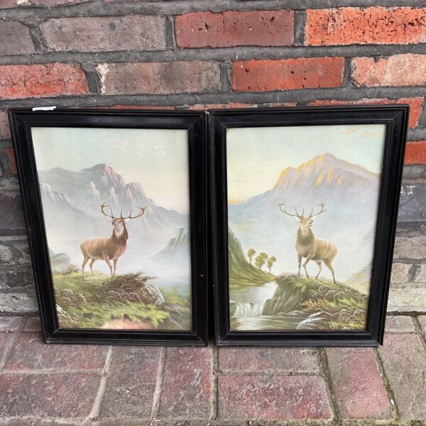 Pair of vintage stag prints in black lacquered frames.