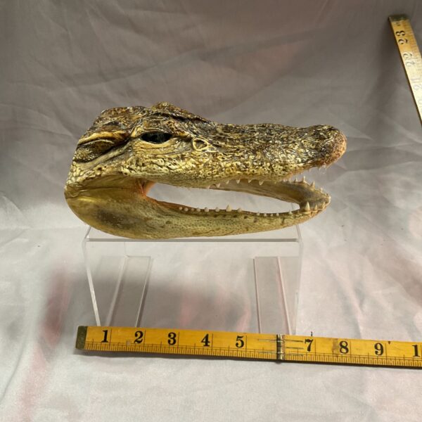 Detailed taxidermy crocodile head mounted on a wall.