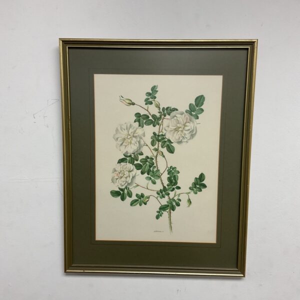 Delicate watercolour painting of white roses in a still life arrangement.