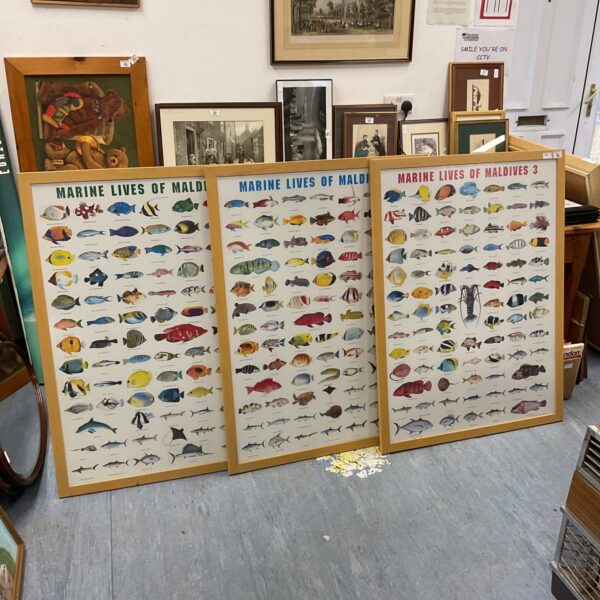 Three large framed Maldives marine life posters showcasing tropical fish.