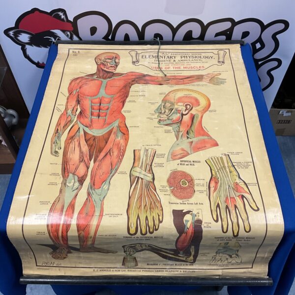 Vintage E J Arnold physiology chart No. 2 showing muscular system anatomy.