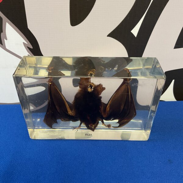 Preserved taxidermy bat in a clear resin display block.