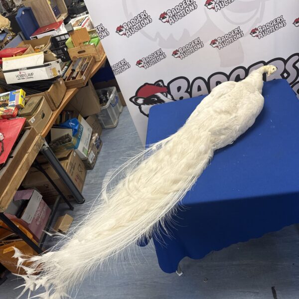 Stunning white taxidermy peacock on display.