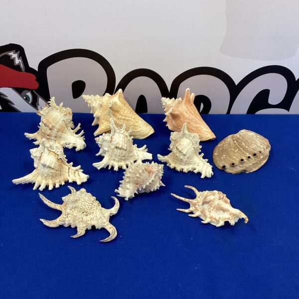 Assorted seashell collection for beach-themed home decor and crafting.