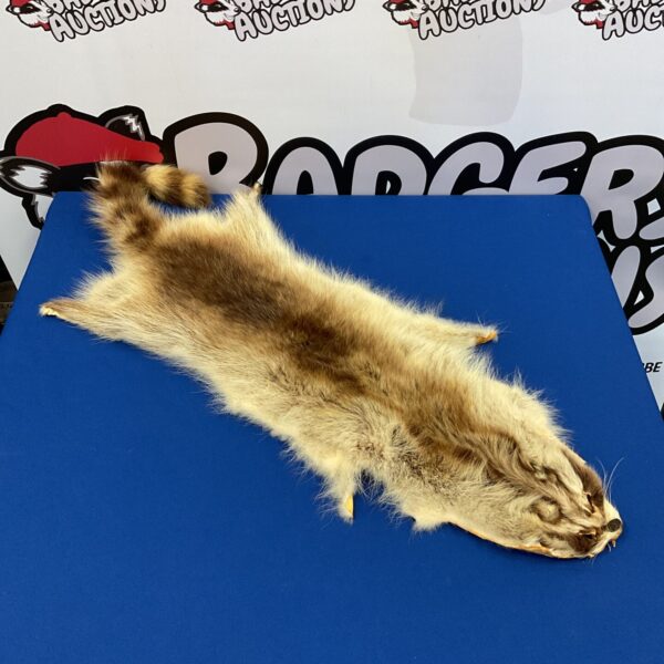 Vintage raccoon skin pelt from Tacketts Fur company, ideal for crafting.