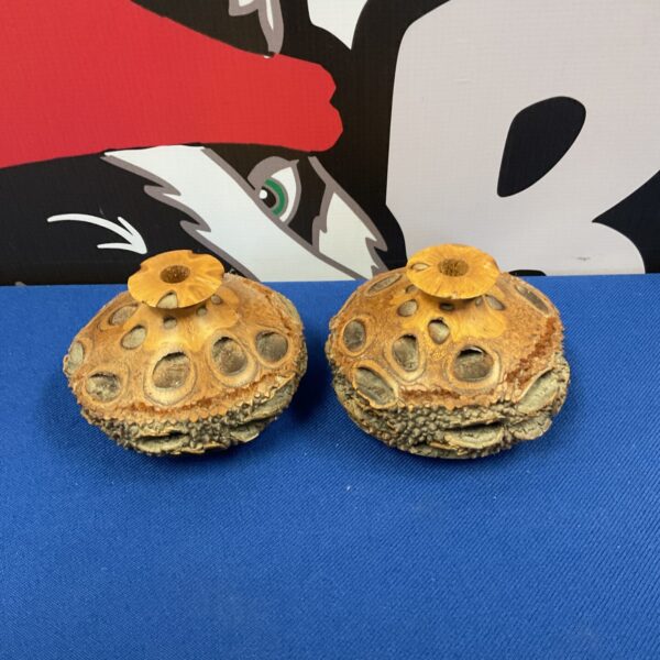 Pair of signed banksia seed pod vases on blue fabric.