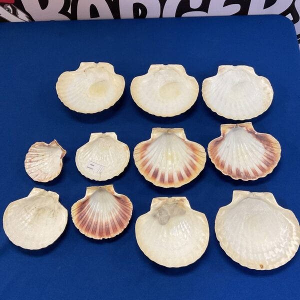 Lot of eleven natural clam shells for beach decor.