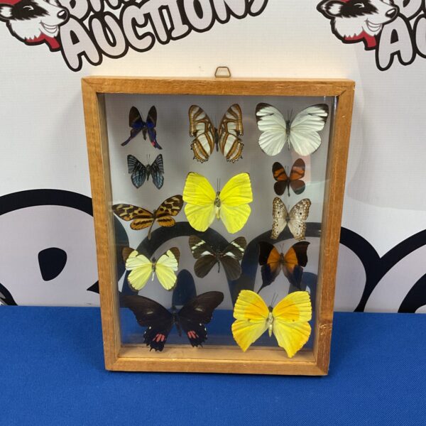 Vintage framed butterfly display with preserved insects.