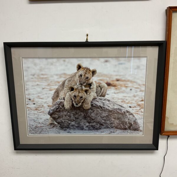 Large Keith Moore print of playful lion cubs in a natural setting.