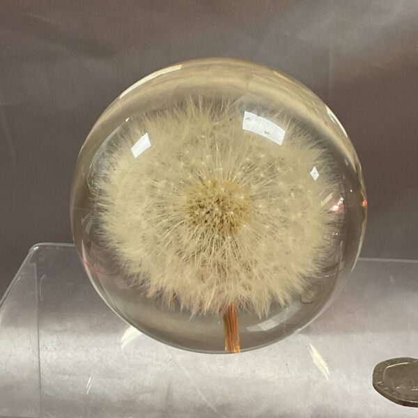 Clear resin paperweight with preserved dandelion seed head.