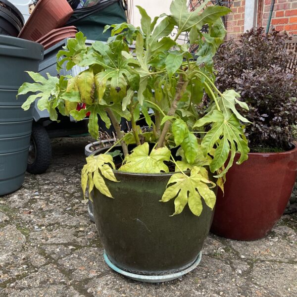 Large green glazed plant pot with plant inside.