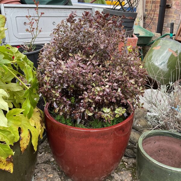 Large red glazed plant pot with vibrant green plant.