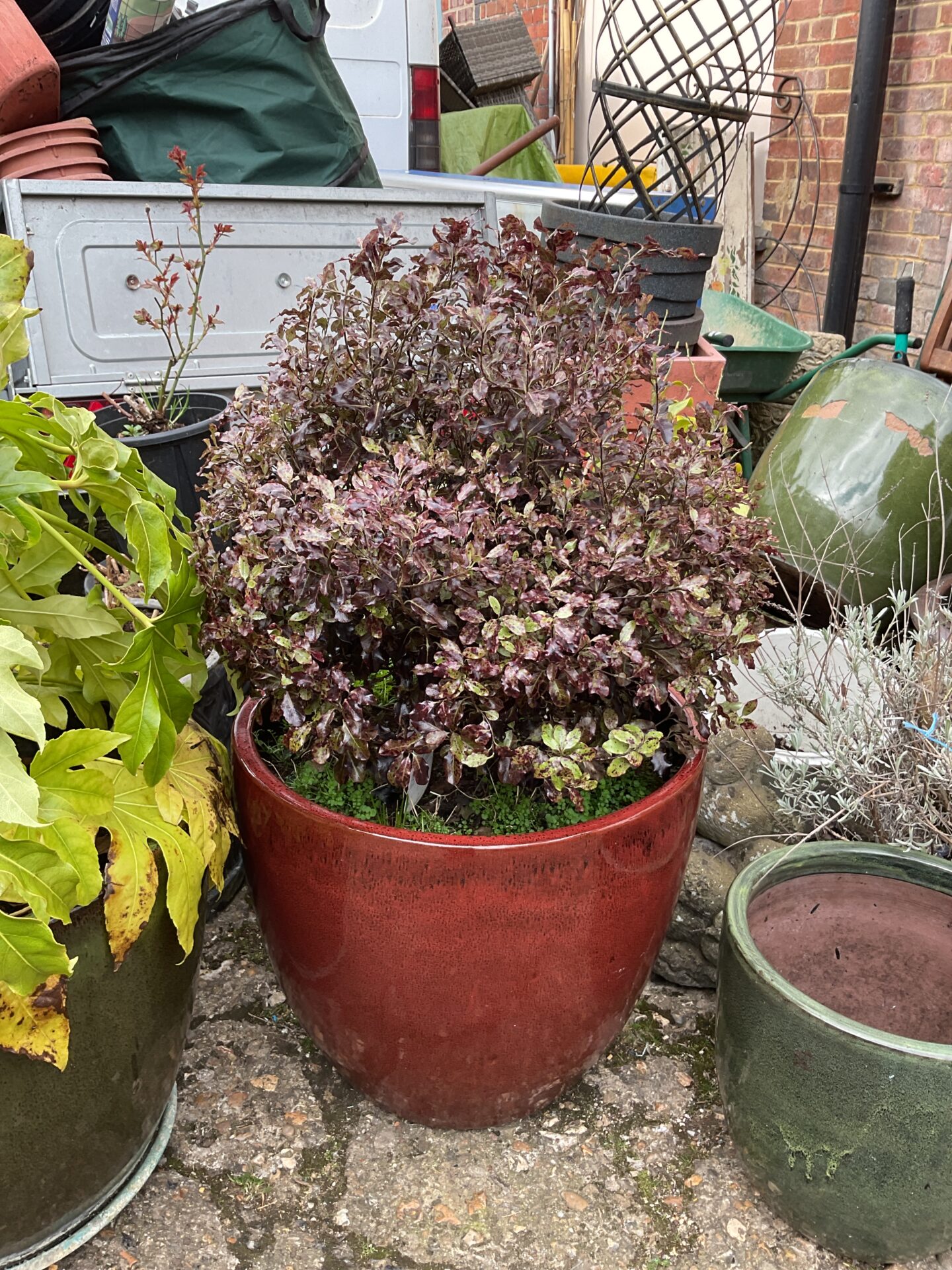 980 Large red glazed plant pot with plant