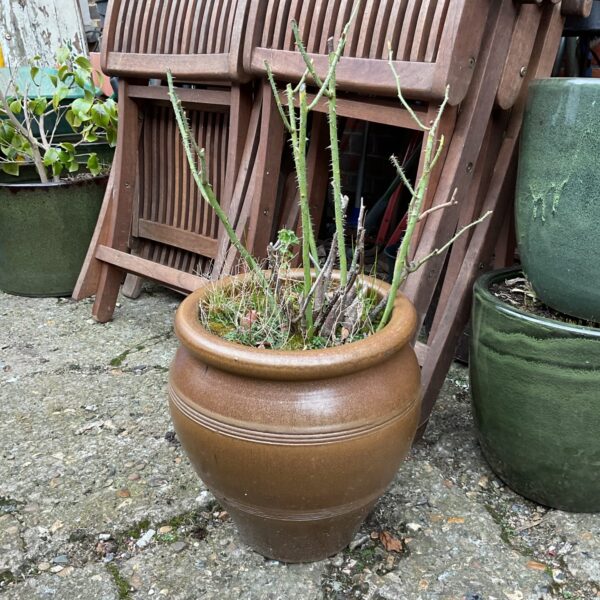 Large brown pottery plant pot in a garden setting.