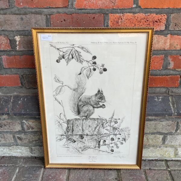 Signed limited edition David Perkins red squirrel print.