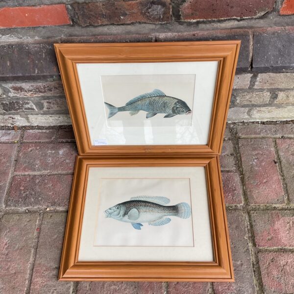 Vintage 1977 framed print of a carp fish illustration.