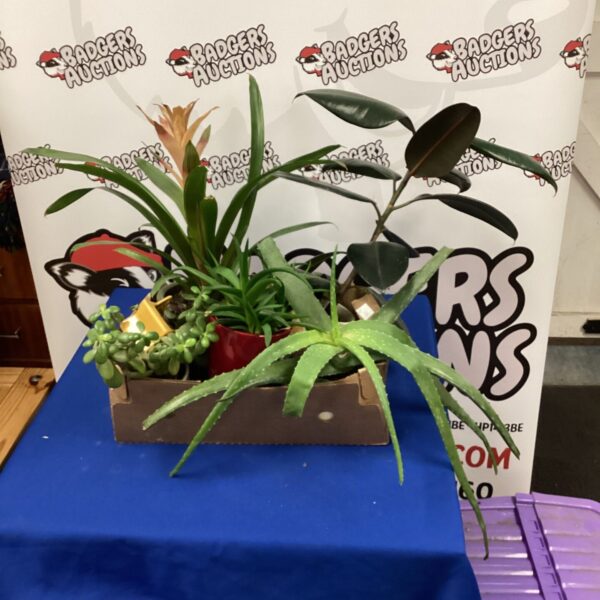 Rustic wooden box filled with a vibrant house plant and succulent arrangement.