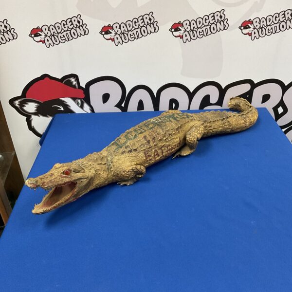 Vintage taxidermy crocodile display, approximately 2.5ft long.
