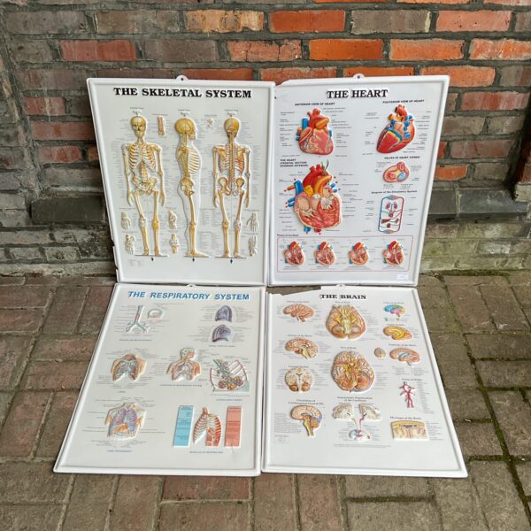 Set of four vintage anatomical wall charts for education.