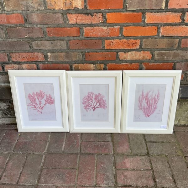 Set of three framed Henry Bradbury botanical prints for vintage wall art.