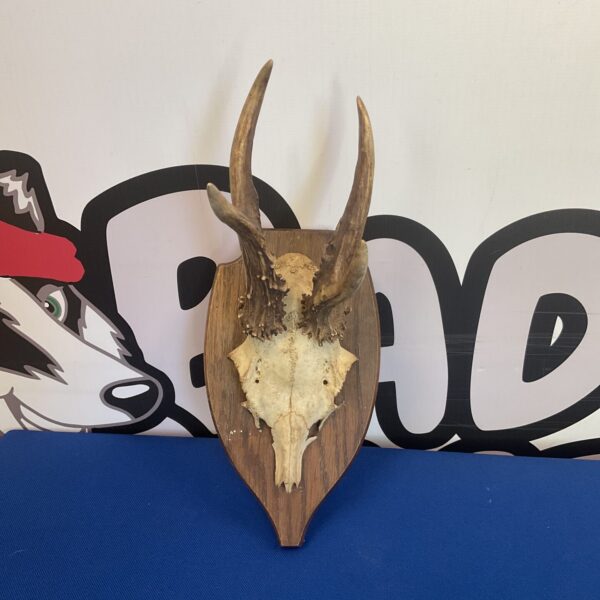 Vintage roe deer antlers mounted on a wooden shield.