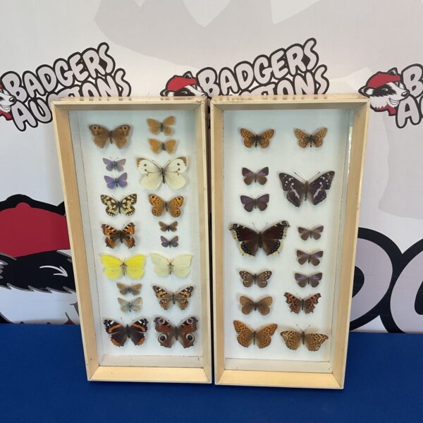 Framed display of vintage taxidermy butterflies, insect art.