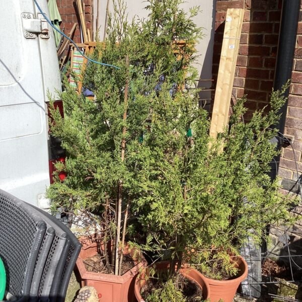 Four potted conifer trees in a garden setting.