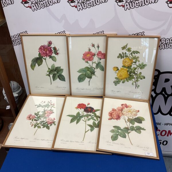 Antique P J Redoute floral print of a pink rose.