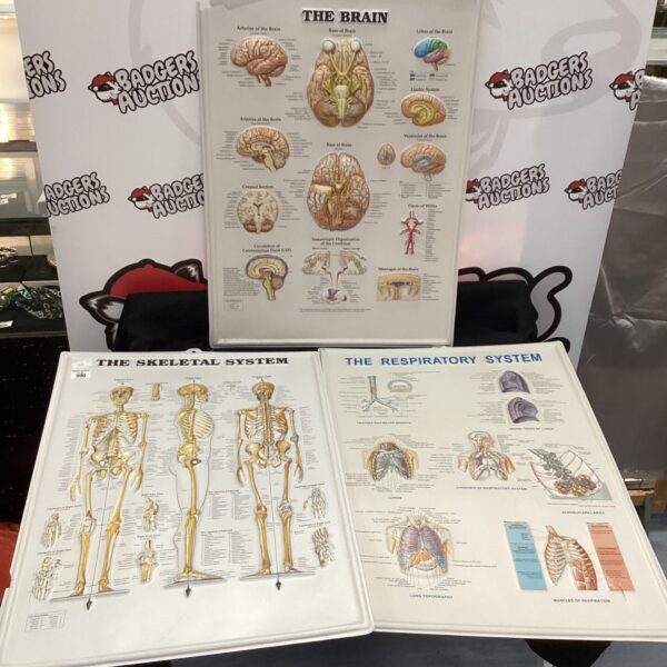 Set of three vintage anatomy wall charts for education or display.