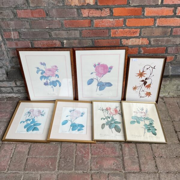 Vintage framed botanical prints with preserved dried flowers.