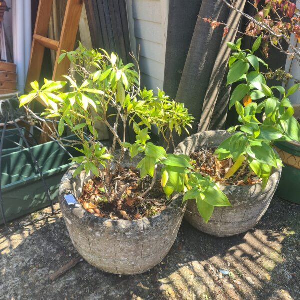 Weathered stone garden planters with greenery, rustic garden decor.