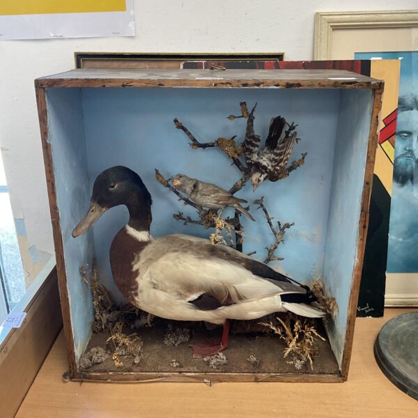 Victorian taxidermy duck display with birds in tree.
