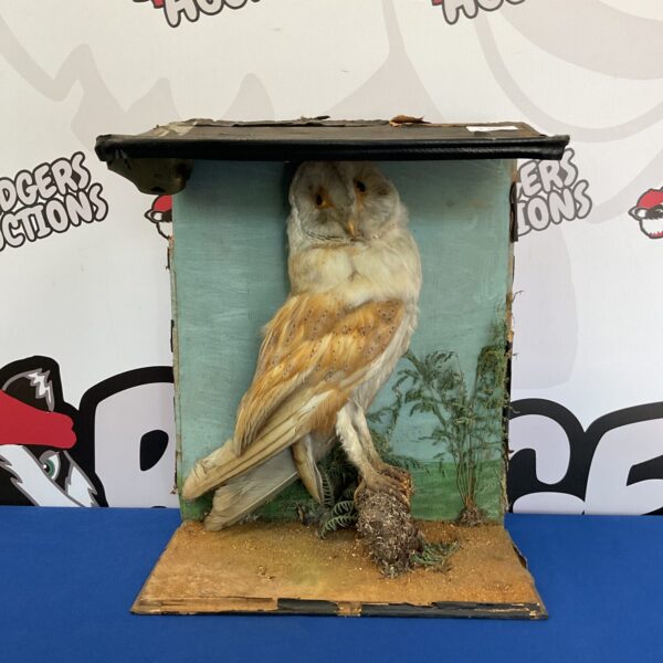 Victorian taxidermy barn owl in a detailed diorama setting.