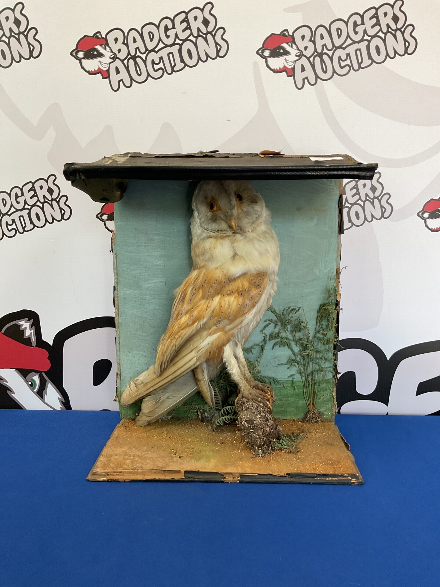 033 Victorian taxidermy barn owl