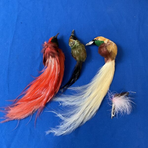 Vintage taxidermy birds of paradise displaying vibrant plumage.