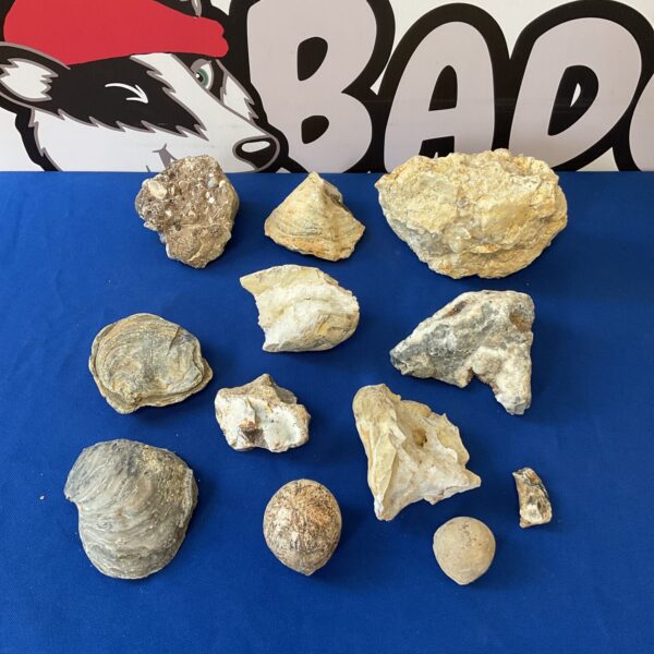Diverse fossil and crystal collection for display or study.
