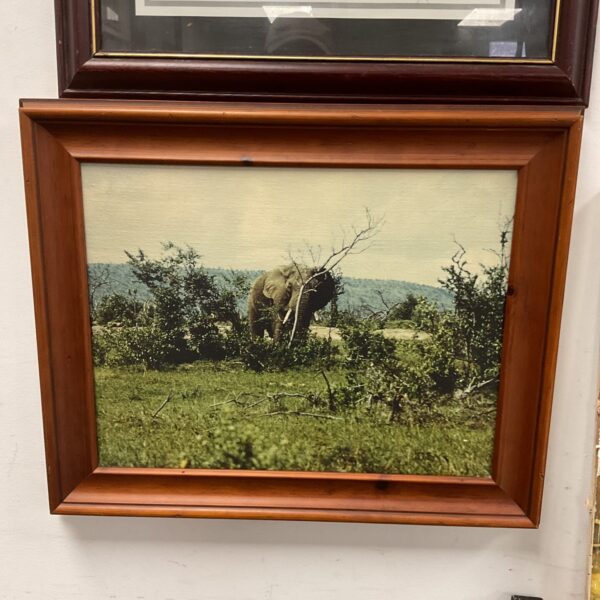 Framed canvas print of an elephant in a natural habitat.