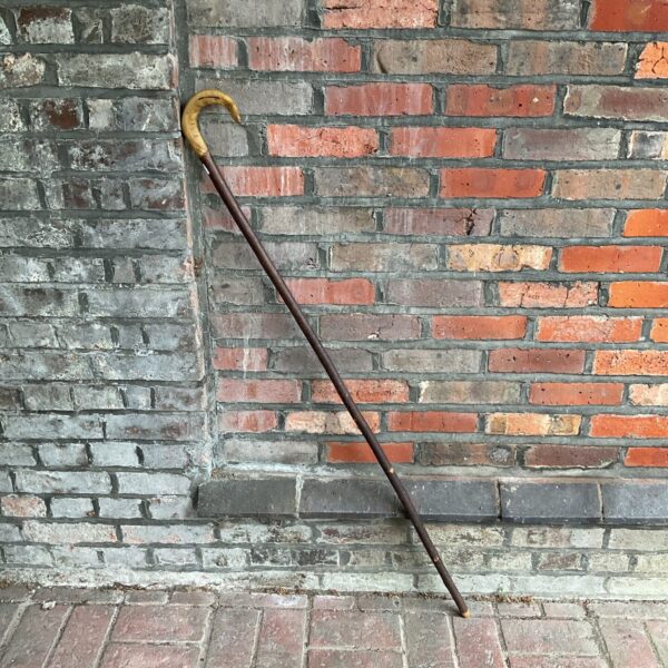 Vintage shepherd's crook with a polished horn handle.