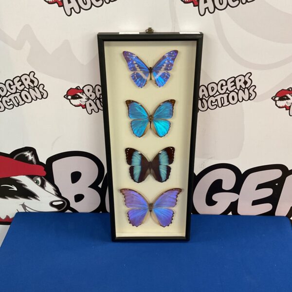 Framed display of four vibrant South American morpho butterflies.