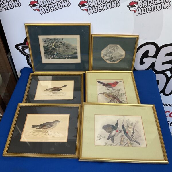 Antique gilt-framed bird print, detailed ornithological illustration.